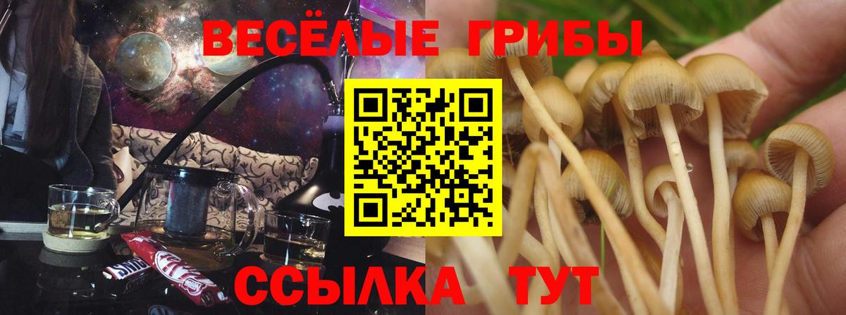 Псилоцибиновые грибы ЛСД  Псилоцибиновые грибы ЛСД  Вход с VPN  Каменск-Шахтинский 